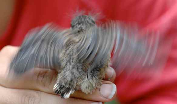 BBAR trying so hard!