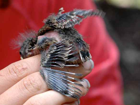 LARR: another Archeopteryx