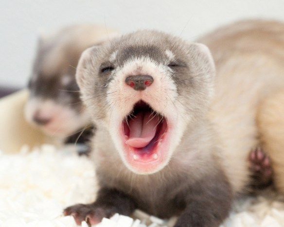 Oops. I did it again. (Black-footed ferret kits. Photo by Kimberly Tamkun of the US Fish and Wildlife Service*)