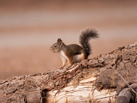 Chickaree. Photo by M. LaBarbera.