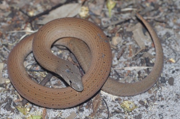 Common scaly-foot. Photo by eyeweed*