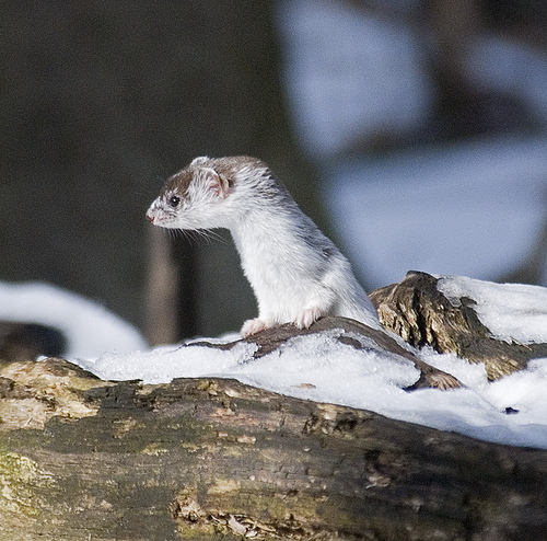 Least weasel. Photo by Sergey Yeliseev*