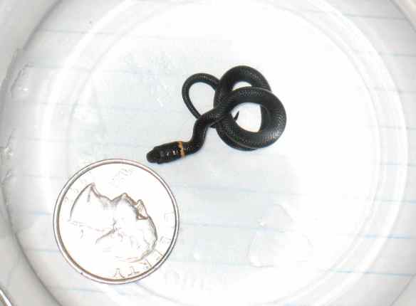 Very small ringneck snake could fit anywhere.