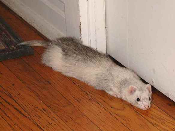 Unfortunately, Zap the domestic ferret cannot quite make himself fit through the crack under the door.