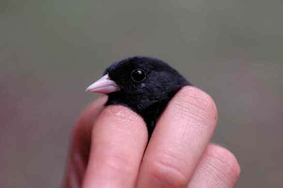 BAIN has a single white feather under his eye.