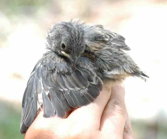 Fledgling ERSA, twisting her head around to keep an eye on me. When I put her back where I found her, she ran out and into the middle of the road. I retrieved her and then we spent lunch watching the road to make sure she wouldn't try that again.
