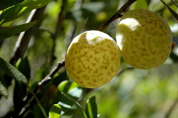 One common bush at our field sites had lots of these fruit-looking things. If you cut them open...