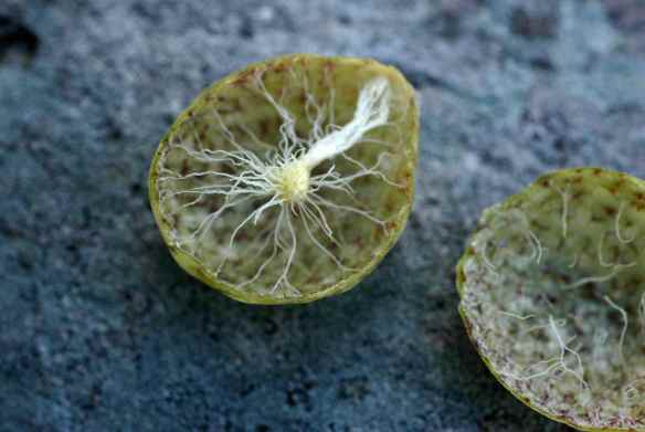 ...they looked very strange. Eventually we figured out that these are galls that a certain insect causes the bush to make; the insect larva then lives in the center of the gall.