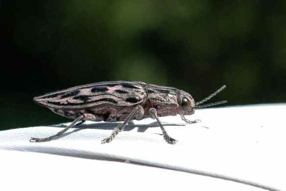 The coolest insect I've ever seen in person. It looked like a piece of enameled jewelry.