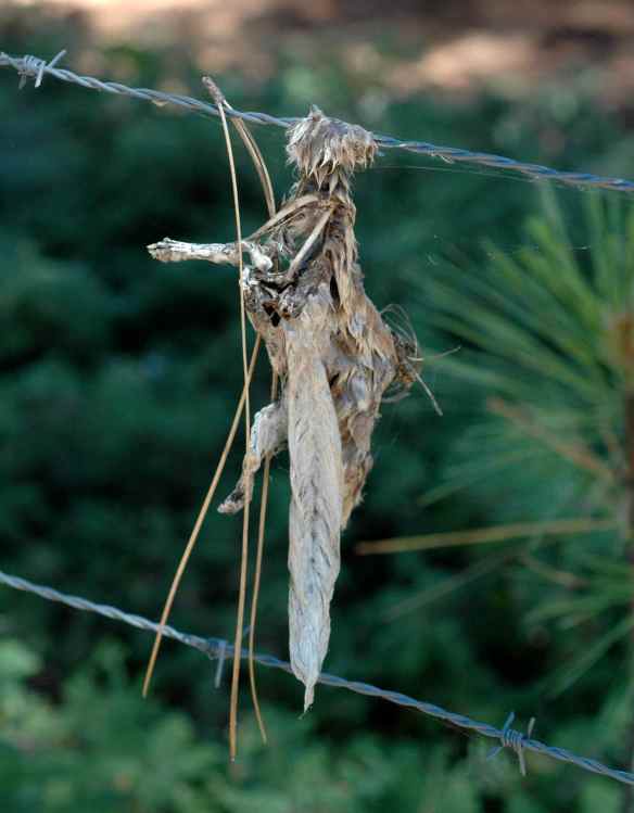 A shrike had taken advantage of the spikes on some barbed wire to hang up his food and mark his territory. Based on the tail, this was a squirrel.
