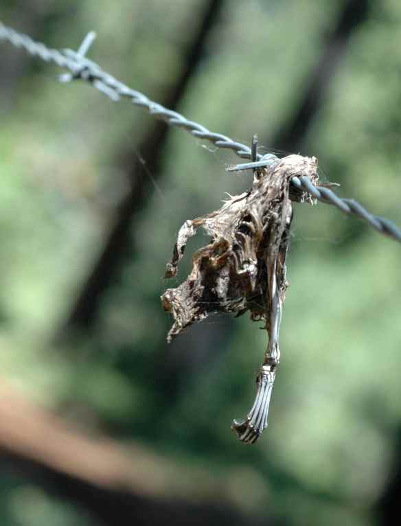 This, about a meter further along the barbed wire, was probably another squirrel.