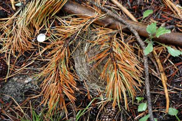 We called this The Worst Nest Ever. The female had built it under a single, fairly small fallen branch for cover; one gust of wind could have removed it. In the end the nest was depredated - you can see a broken eggshell off to the left in this photo - but the branch stayed put.