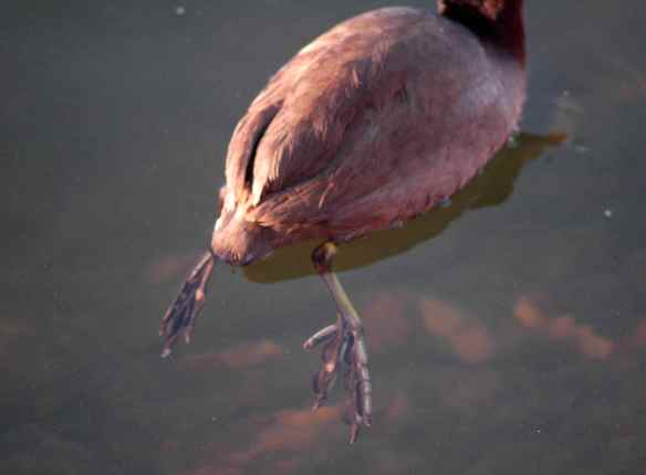 Sometimes a "research" column is like a coot: fine at first glance, but when you look close, really creepy feet. You followed that analogy, right?