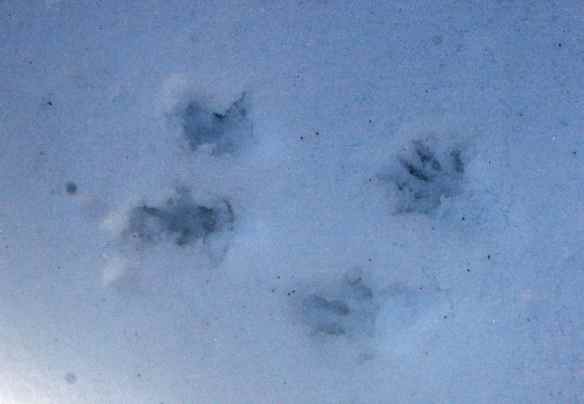 Chickaree tracks showing the individual toes.