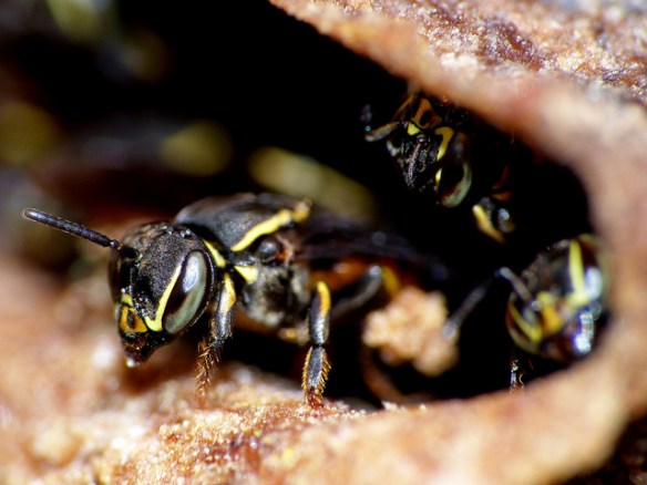 Wasps. Photo by Hugo A. Quintero G.*