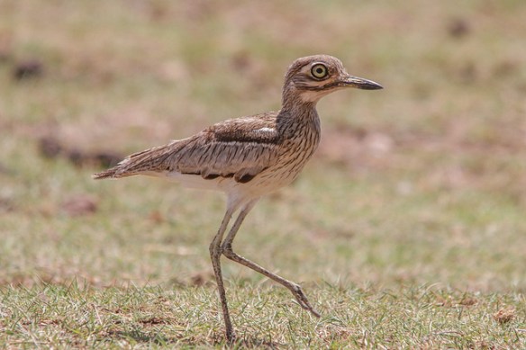 Water Thick-knee. Photo by Peter Steward*