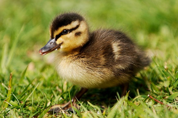 I can jump 50 feet with no problems. Photo by Pieter Pieterse*