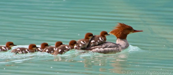 Some conferring with my colleagues yields a split between calling these baby mergansers "ducklings" or "mergoslings," but I'm including them anyway. Photo by Liz St. Jean Photography*