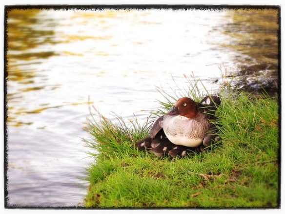 Nobody's getting at these Common Goldeneye ducklings without going through Mom first. Photo by Geir Friestad*