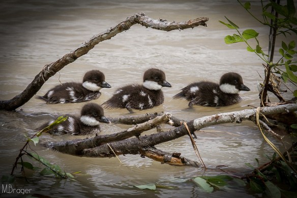 Common Goldeneye ducklings. Photo by skinnybrager*