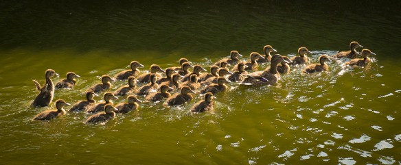 This Mom is shepherding rather more than her own brood of ducklings… Photo by Johanna H*