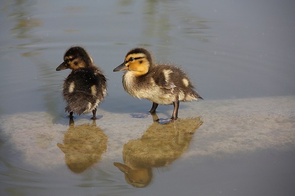 Just try to catch us. Photo by Margrit*