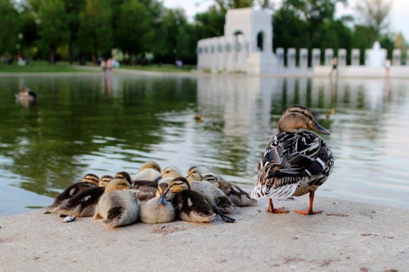 Mom keeping lookout. Photo by Mr.TinDC*