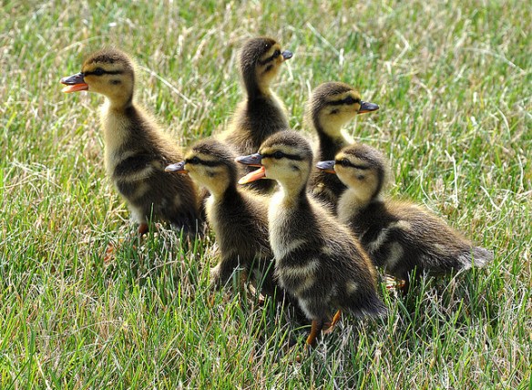Not the same ducklings, but these ones got trapped in a storm drain and had to be rescued, so they had an adventure too. Photo by Rona Proudfoot*