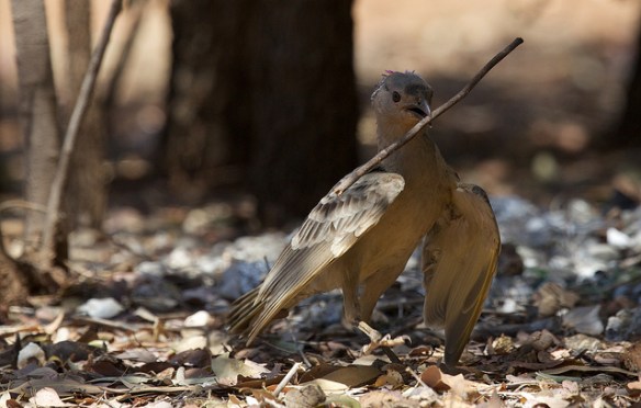 Great Bowerbird working on his bower. Photo by sunphlo*