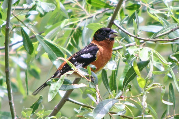 Male Black-headed Grosbeak. Photo by Jamie Chavez*