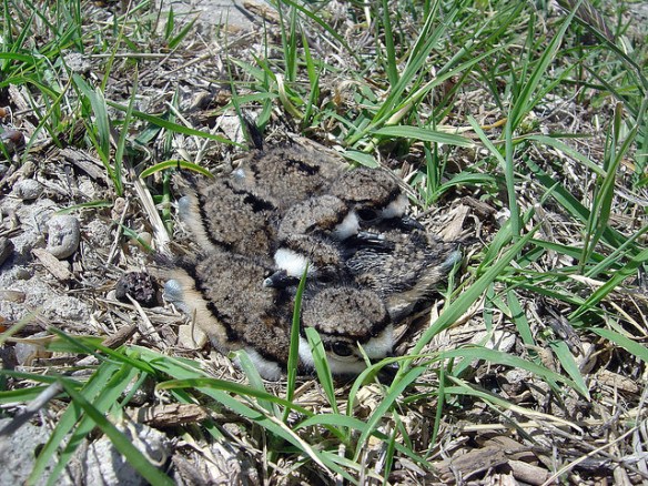 Killdeer chicks use white and black markings to disrupt their outlines too. Photo by ArielleView*