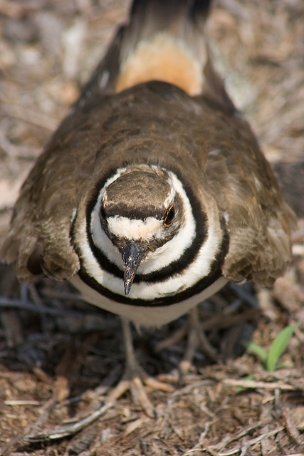 The black and white rings on a Killdeer's neck break up its outline. Photo by Nicole Mays*
