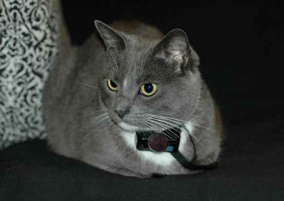 Limpet, my cat, was a 3-year-old in the shelter when I adopted her. And she is awesome.