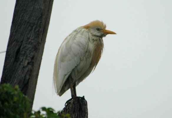 Cattle Egret: being grumpy. (Hey, sometimes you just have to be grumpy.)