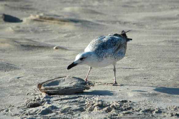 Gull: eating garbage.