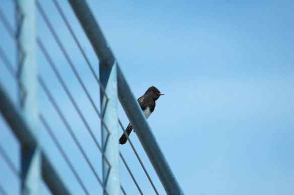 Black Phoebe: watching for bugs.