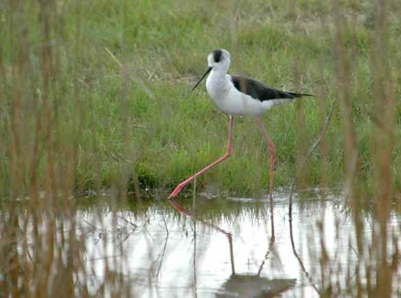 Black-winged Stilt: taking big steps with care.