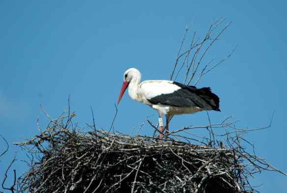 White Stork: making sure all the sticks are in the right place.