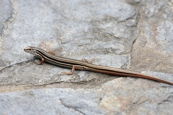 Skink (probably copper-tailed skink?). Photo by Malcolm Tattersall*