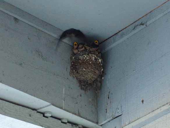 Barn Swallow parent flying in to feed the chicks.