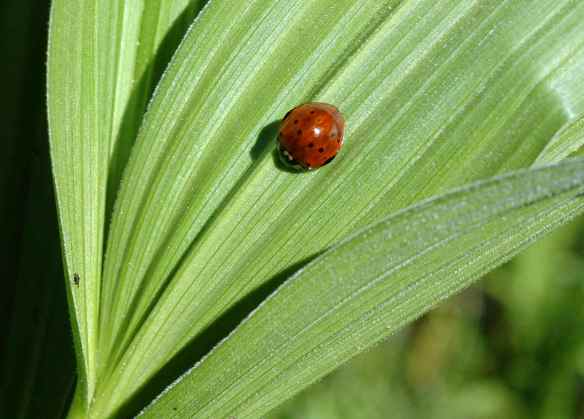 Ladybug, kind of?