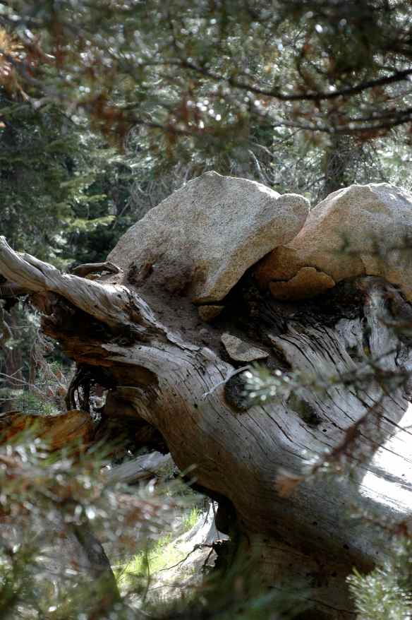 Fallen dead tree that ripped up whole boulders when its roots pulled up.