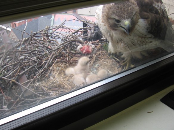 Such a sweet tableau: parent, babies, and half a disemboweled rat carcass. Awwww.