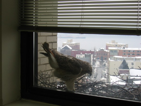 Check out the feathers on those legs