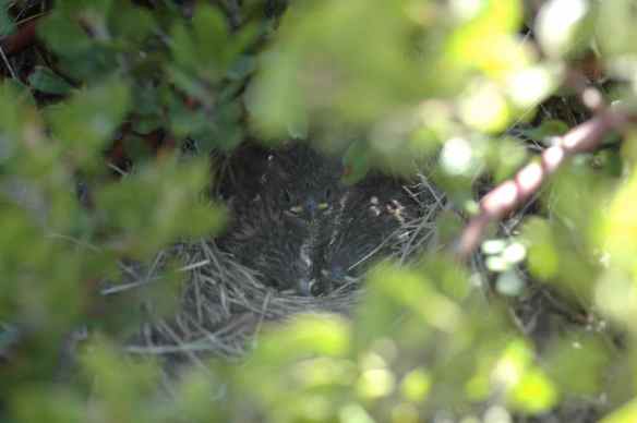 Junco nest on the ground.
