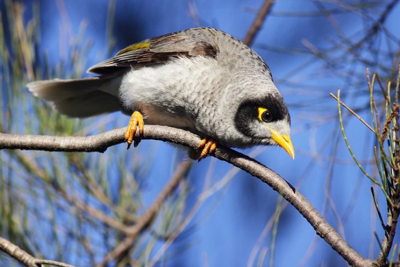 This Noisy Miner kind of looks like a hail stone. Photo by Leo*