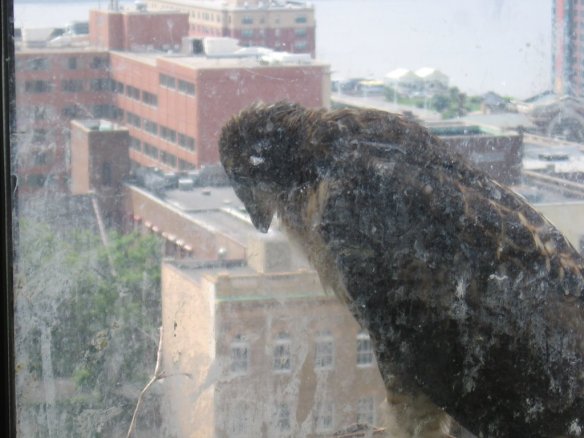 The last nestling left in the nest, mid-June.