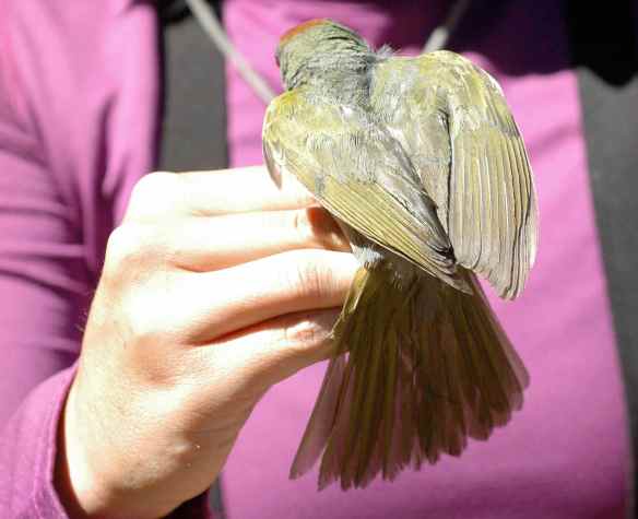 All green on the back.