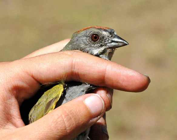 I love these guys: the red eye, the stripes on the throat, the thick grey bill.