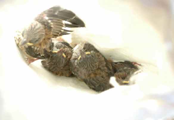 They are good at climbing up the inside of the bag.